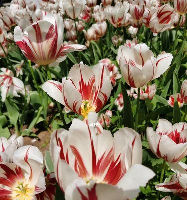 郁金香花语解析（探秘郁金香的美丽与深刻寓意）