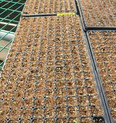 掌握技巧，轻松种植万寿菊（掌握技巧）
