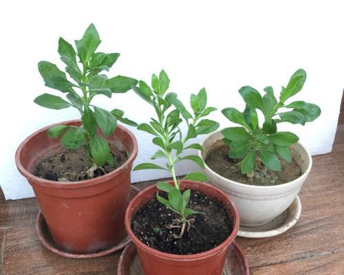 掌握技巧，轻松种植万寿菊（掌握技巧）
