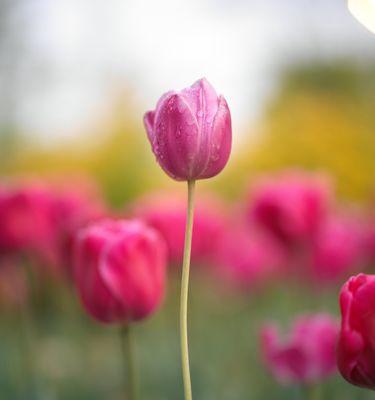 郁金香花语的奥秘（揭示郁金香花语的含义和象征意义）