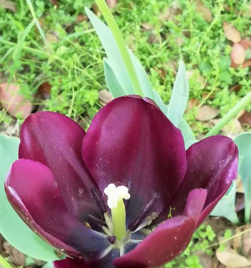 郁金香花语及寓意（传达爱意的花语——郁金香）