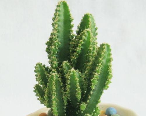 冬季万重山的浇水技巧（寒冬保持万重山优美生长的秘诀）
