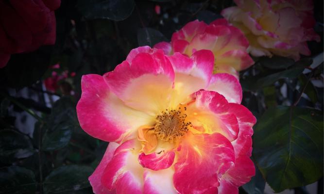 月桂花与希腊神话的神秘联结（揭秘月桂花语中的希腊神话意象）