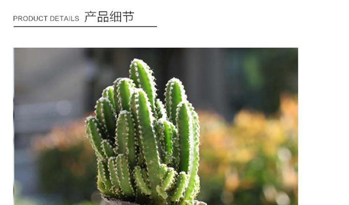万重山的奇妙花开之谜（探寻万重山花开的秘密）