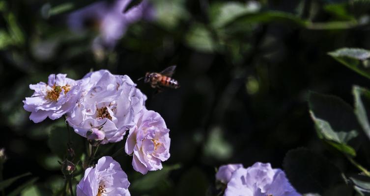 月季花的品质代表（探索月季花的特质及其象征意义）