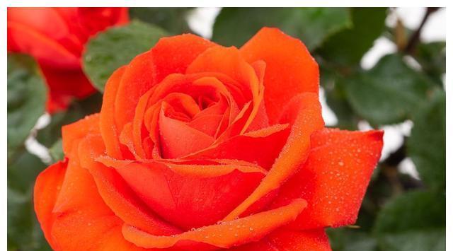 月季花的品质代表（探索月季花的特质及其象征意义）