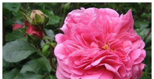月季花的品质代表（探索月季花的特质及其象征意义）