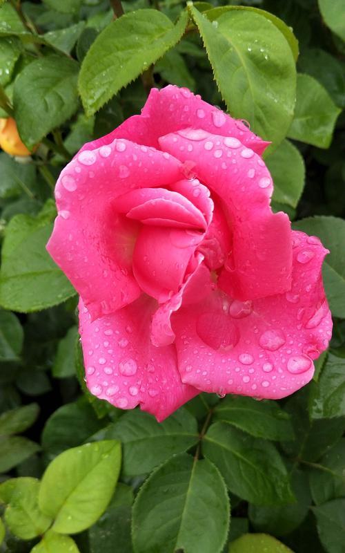 月季花的含义及象征意义（从爱情到永恒）