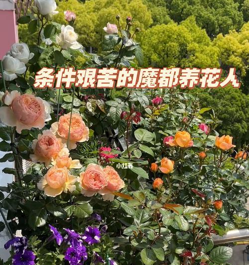 月季的浇水要点及注意事项（以月季见干浇水的技巧和方法）
