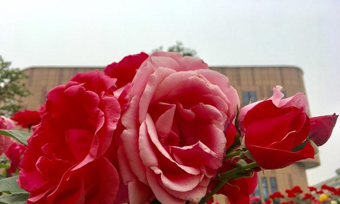 月季花开，唯美绽放（花语言传递的情感之旅）