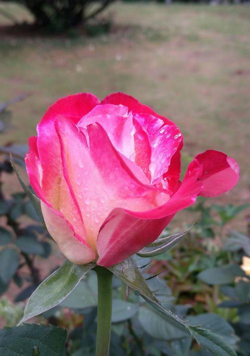 月季花开，唯美绽放（花语言传递的情感之旅）