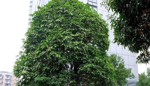 王老吉树的神秘之谜（探寻王老吉树的别名及其生长环境）