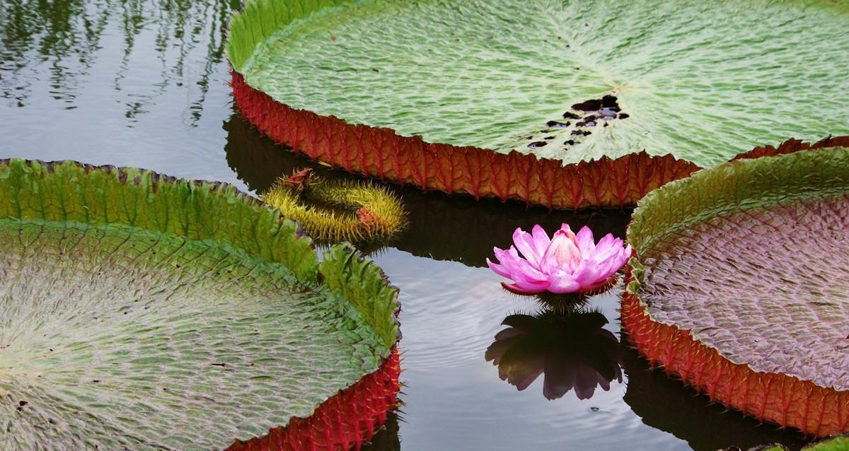 揭秘王莲的主要花色（从花朵的特征到品种的区别）