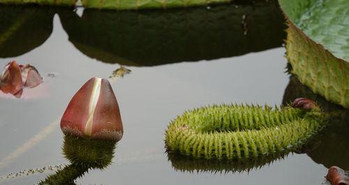 探秘王莲生长之地（喜栖水草间）