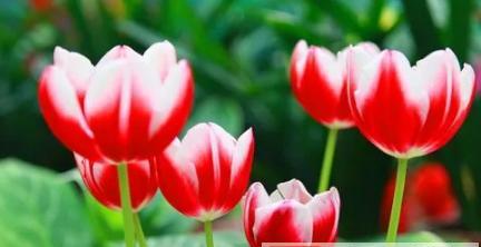 春节花开，郁金香芬芳（传递吉祥与幸福的春节花语）