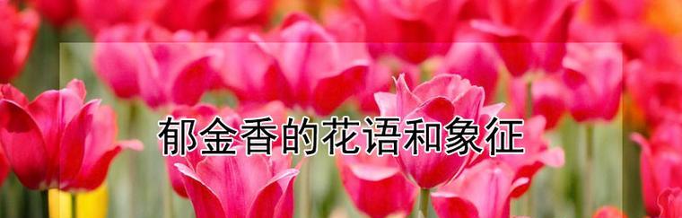 春节花开，郁金香芬芳（传递吉祥与幸福的春节花语）