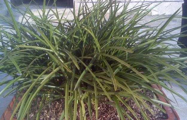 品味兰花之美（揭秘兰花的种植与养护之道）