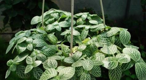 网纹草——轻松养护之选（适合初学者的多肉植物）
