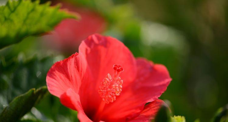 探寻朱槿牡丹的花语之美（热情）