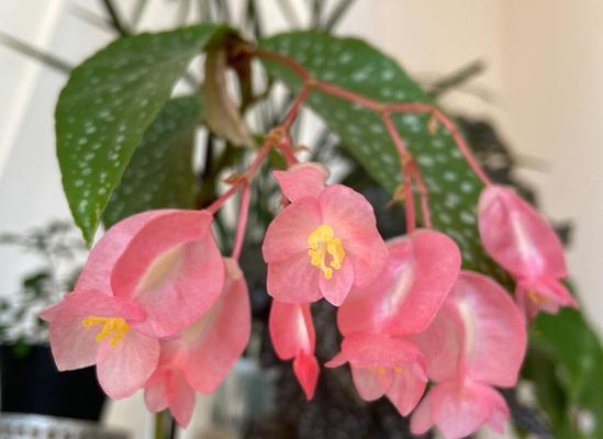 竹节秋海棠花语（竹节秋海棠）