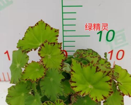 竹节秋海棠花语（竹节秋海棠）