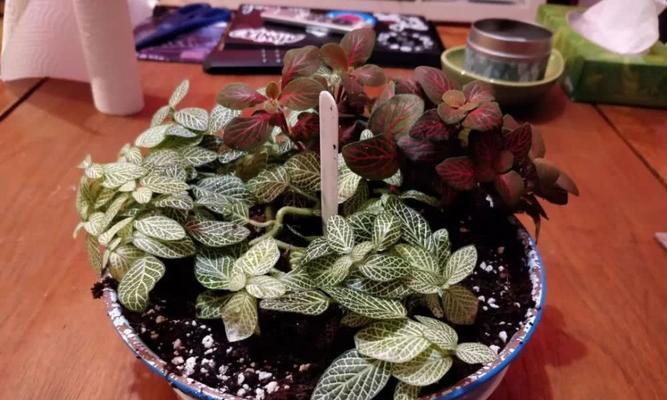 红网纹草的种植方式选择（探究红网纹草的适宜种植方式及注意事项）