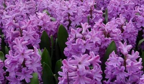 紫色风信子花语（揭秘紫色风信子的神秘花语）