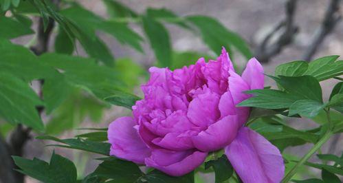 紫色牡丹花（揭开紫色牡丹花的神秘面纱）