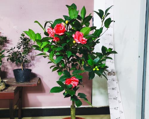 寻找旺财的花卉世界（探访旺财花卉的神秘世界）