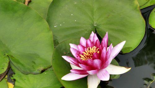 紫睡莲（探寻紫睡莲的花语与意义）