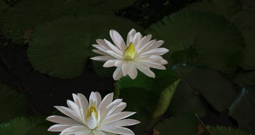 紫睡莲（探寻紫睡莲的花语与意义）