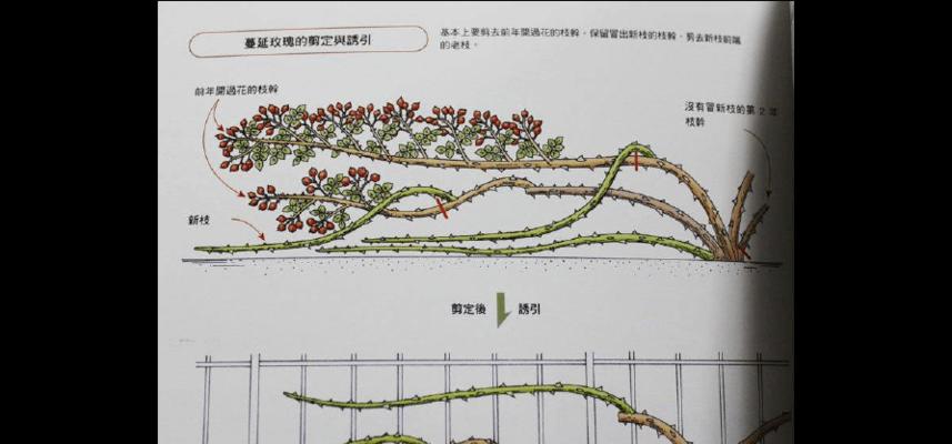 微型月季修剪方法（如何让微型月季更健壮地生长）