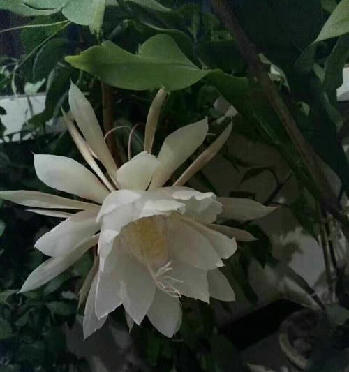 昙花之美（一朵凋零即逝的花）