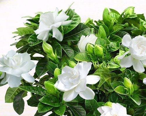 如何正确养护桅子花（桅子花养殖方法与注意事项详解）