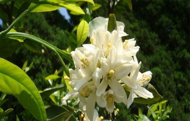 白兰花的寓意与花语（纯洁与祝福的代表——白兰花）