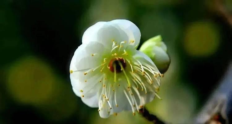 白梅花的花语与寓意（纯洁）
