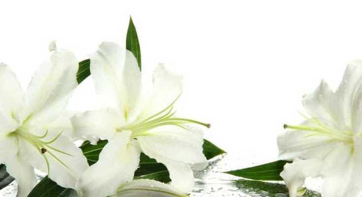 白色莲花的花语与象征意义（揭示白色莲花的深层含义）