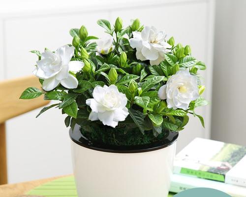 室内养护桅子花，这些你需要知道（桅子花的九大特点及养护技巧）
