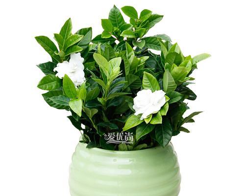 室内养护桅子花，这些你需要知道（桅子花的九大特点及养护技巧）