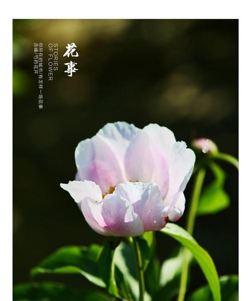 白芍花的花语与传说（白芍花的意义与神奇传说）