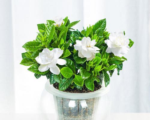如何养殖健康茂盛的桅子花（桅子花的养殖技巧及注意事项）
