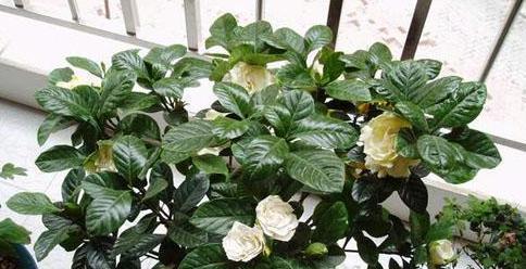 如何养殖健康茂盛的桅子花（桅子花的养殖技巧及注意事项）