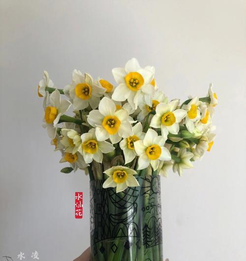 以不水仙会死的意思是什么（探讨不水仙会死的含义及其对生活的启示）