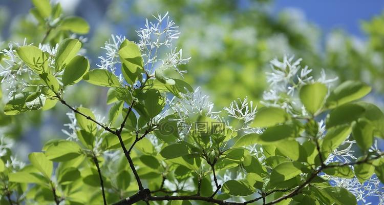 探秘维蜡木（认识维蜡木的特点和应用领域）