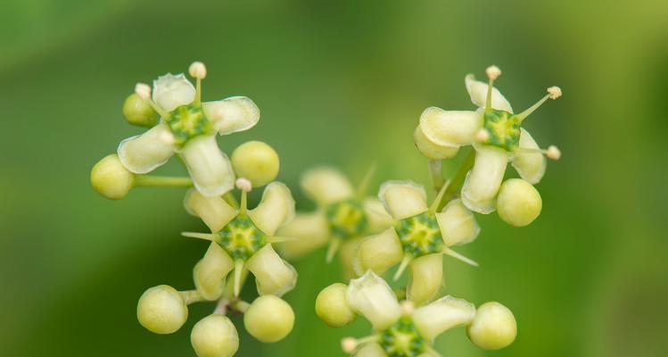 卫矛冬天落叶的原因与应对（防止卫矛冬季落叶）