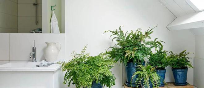 卫生间里的小花园（打造清新空气）