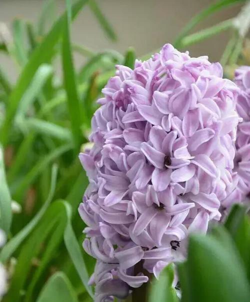 风信子花语的各色与寓意（探究风信子花语中不同颜色的含义）