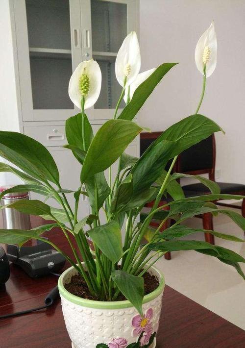卫生间适合养什么花卉植物（提高空气质量）