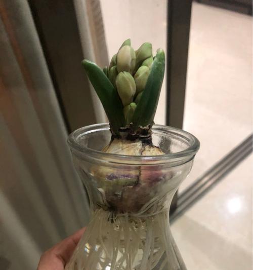 风信子夹箭（缔结爱情的箭矢）