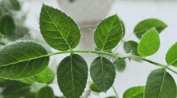 蚊香灰的神奇用途（用蚊香灰来种花）